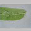 Leaf Base 40er 01.jpg